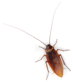 Pest control, wasp control, wasp nest(s) removal in Bournemouth, Southampton, Hampshire and the New Forest.