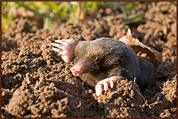 Pest control, wasp control, wasp nest(s) removal in Bournemouth, Southampton, Hampshire and the New Forest.