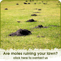 Pest control, wasp control, wasp nest(s) removal in Bournemouth, Southampton, Hampshire and the New Forest.